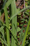 Prairie pleatleaf